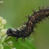 Map butterfly - Araschnia levana, caterpillar | Fotografijos autorius : Gintautas Steiblys | © Macronature.eu | Macro photography web site