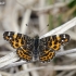 Map butterfly - Araschnia levana, form levana | Fotografijos autorius : Darius Baužys | © Macronature.eu | Macro photography web site