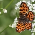 Map butterfly - Araschnia levana | Fotografijos autorius : Vytautas Gluoksnis | © Macronature.eu | Macro photography web site