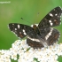 Map butterfly - Araschnia levana | Fotografijos autorius : Gediminas Gražulevičius | © Macronature.eu | Macro photography web site