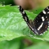 Map butterfly - Araschnia levana | Fotografijos autorius : Gediminas Gražulevičius | © Macronature.eu | Macro photography web site