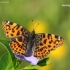 Map butterfly - Araschnia levana | Fotografijos autorius : Lukas Jonaitis | © Macronature.eu | Macro photography web site
