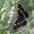 Map butterfly - Araschnia levana | Fotografijos autorius : Vytautas Gluoksnis | © Macronature.eu | Macro photography web site