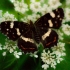 Map butterfly - Araschnia levana | Fotografijos autorius : Jovita Poviliūnaitė | © Macronature.eu | Macro photography web site
