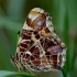 Map butterfly - Araschnia levana | Fotografijos autorius : Romas Ferenca | © Macronature.eu | Macro photography web site