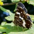 Map butterfly - Araschnia levana | Fotografijos autorius : Oskaras Venckus | © Macronature.eu | Macro photography web site