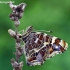 Map butterfly - Araschnia levana | Fotografijos autorius : Gintautas Steiblys | © Macronature.eu | Macro photography web site