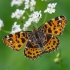 Map butterfly - Arashchnia levana, forma levana | Fotografijos autorius : Deividas Makavičius | © Macronature.eu | Macro photography web site