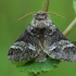 Marbled Brown - Drymonia dodonaea | Fotografijos autorius : Gintautas Steiblys | © Macronature.eu | Macro photography web site