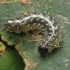 Marbled Green - Bryopsis muralis, caterpillar | Fotografijos autorius : Gintautas Steiblys | © Macronature.eu | Macro photography web site