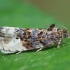 Marbled Orchard Tortrix - Hedya nubiferana | Fotografijos autorius : Gintautas Steiblys | © Macronature.eu | Macro photography web site