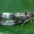 Marbled Orchard Tortrix - Hedya nubiferana | Fotografijos autorius : Žilvinas Pūtys | © Macronature.eu | Macro photography web site