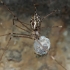Marbled cellar spider - Holocnemus pluchei | Fotografijos autorius : Gintautas Steiblys | © Macronature.eu | Macro photography web site