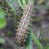 Marbled fritillary - Brenthis daphne, caterpillar | Fotografijos autorius : Vytautas Gluoksnis | © Macronature.eu | Macro photography web site