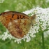 Marbled fritillary - Brenthis daphne | Fotografijos autorius : Giedrius Švitra | © Macronature.eu | Macro photography web site