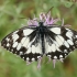 Marbled white - Melanargia galathea | Fotografijos autorius : Gintautas Steiblys | © Macronature.eu | Macro photography web site