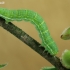 March Moth - Alsophila aescularia, caterpillar | Fotografijos autorius : Gintautas Steiblys | © Macronature.eu | Macro photography web site