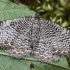 Margajuostis sprindžius - Hydria undulata | Fotografijos autorius : Kazimieras Martinaitis | © Macrogamta.lt | Šis tinklapis priklauso bendruomenei kuri domisi makro fotografija ir fotografuoja gyvąjį makro pasaulį.