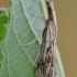 Margasis samaninukas - Catoptria falsella | Fotografijos autorius : Arūnas Eismantas | © Macrogamta.lt | Šis tinklapis priklauso bendruomenei kuri domisi makro fotografija ir fotografuoja gyvąjį makro pasaulį.