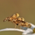 Margasparnė - Oxyna flavipennis | Fotografijos autorius : Agnė Našlėnienė | © Macrogamta.lt | Šis tinklapis priklauso bendruomenei kuri domisi makro fotografija ir fotografuoja gyvąjį makro pasaulį.