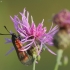 Marguolis, nežinau koks | Fotografijos autorius : Vidas Brazauskas | © Macrogamta.lt | Šis tinklapis priklauso bendruomenei kuri domisi makro fotografija ir fotografuoja gyvąjį makro pasaulį.