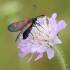 Mažasis marguolis - Zygaena viciae | Fotografijos autorius : Vidas Brazauskas | © Macrogamta.lt | Šis tinklapis priklauso bendruomenei kuri domisi makro fotografija ir fotografuoja gyvąjį makro pasaulį.