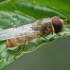 Marmalade hoverfly - Episyrphus balteatus ♂ | Fotografijos autorius : Gintautas Steiblys | © Macronature.eu | Macro photography web site