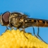 Marmalade hoverfly - Episyrphus balteatus  | Fotografijos autorius : Oskaras Venckus | © Macronature.eu | Macro photography web site