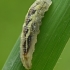 Marmalade hoverfly - Episyrphus balteatus, larva | Fotografijos autorius : Gintautas Steiblys | © Macronature.eu | Macro photography web site