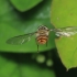 Žiedmusė - Episyrphus balteatus | Fotografijos autorius : Gintautas Steiblys | © Macronature.eu | Macro photography web site