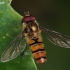 Marmalade hoverfly - Episyrphus balteatus | Fotografijos autorius : Gintautas Steiblys | © Macronature.eu | Macro photography web site