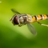 Marmalade hoverfly - Episyrphus balteatus | Fotografijos autorius : Oskaras Venckus | © Macronature.eu | Macro photography web site