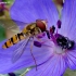 Marmalade hoverfly - Episyrphus balteatus | Fotografijos autorius : Romas Ferenca | © Macronature.eu | Macro photography web site