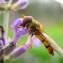 Marmalade hoverfly - Episyrphus balteatus | Fotografijos autorius : Rasa Gražulevičiūtė | © Macronature.eu | Macro photography web site