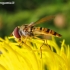 Marmalade hoverfly - Episyrphus balteatus | Fotografijos autorius : Rasa Gražulevičiūtė | © Macronature.eu | Macro photography web site