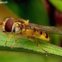 Marmalade hoverfly - Episyrphus balteatus | Fotografijos autorius : Romas Ferenca | © Macronature.eu | Macro photography web site