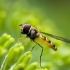 Marmalade hoverfly - Episyrphus balteatus | Fotografijos autorius : Irenėjas Urbonavičius | © Macronature.eu | Macro photography web site