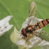 Marmalade hoverfly - Episyrphus balteatus | Fotografijos autorius : Gintautas Steiblys | © Macrogamta.lt | Šis tinklapis priklauso bendruomenei kuri domisi makro fotografija ir fotografuoja gyvąjį makro pasaulį.