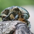 Marmurinis auksavabalis – Protaetia marmorata | Fotografijos autorius : Agnė Našlėnienė | © Macrogamta.lt | Šis tinklapis priklauso bendruomenei kuri domisi makro fotografija ir fotografuoja gyvąjį makro pasaulį.