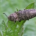 Marsh Click Beetle - Actenicerus siaelandicus | Fotografijos autorius : Vytautas Gluoksnis | © Macronature.eu | Macro photography web site