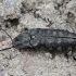 Marsh Click Beetle - Actenicerus siaelandicus | Fotografijos autorius : Vytautas Gluoksnis | © Macronature.eu | Macro photography web site