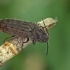 Marsh Click Beetle - Actenicerus siaelandicus | Fotografijos autorius : Gintautas Steiblys | © Macronature.eu | Macro photography web site