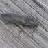 Marsh Click Beetle - Actenicerus siaelandicus | Fotografijos autorius : Kazimieras Martinaitis | © Macronature.eu | Macro photography web site