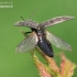 Marsh Click Beetle - Actenicerus siaelandicus | Fotografijos autorius : Gediminas Gražulevičius | © Macronature.eu | Macro photography web site
