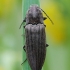 Marsh Click Beetle - Actenicerus siaelandicus | Fotografijos autorius : Arūnas Eismantas | © Macronature.eu | Macro photography web site
