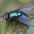 Marsh Greenbottle Fly - Lucilia silvarum ♂ | Fotografijos autorius : Žilvinas Pūtys | © Macronature.eu | Macro photography web site