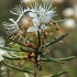 Marsh Labrador tea - Rhododendron tomentosum | Fotografijos autorius : Gintautas Steiblys | © Macronature.eu | Macro photography web site