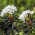Pelkinis gailis - Rhododendron tomentosum | Fotografijos autorius : Kazimieras Martinaitis | © Macronature.eu | Macro photography web site
