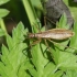 Marsh damsel bug - Nabis limbatus | Fotografijos autorius : Vytautas Gluoksnis | © Macronature.eu | Macro photography web site