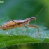 Marsh damsel bug - Nabis limbatus | Fotografijos autorius : Žilvinas Pūtys | © Macronature.eu | Macro photography web site